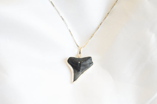 Modern Shark Tooth Necklace