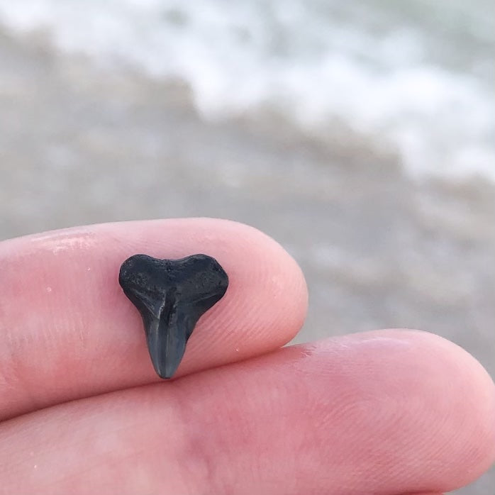 Custom (Deposit Only)